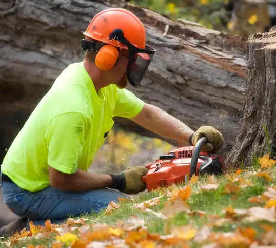 tree services Northfield